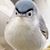 Sue Looker Raible's profile image