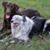 Jo Lynn Ross's profile image