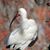 Candy Pham's profile image