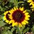 Pat Wilson Haunfelder's profile image