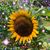 Joan Gasser's profile image