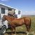 Alfred Yazzie's profile image