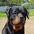 Patti Wicks's profile image