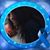 Robert Hohenshelt's profile image