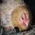 Julie Harper's profile image