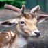 DEBRA S.'s profile image