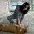 Isela Barajas's profile image