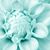 Shasta Silva's profile image