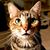 Bruce Cherkas's profile image