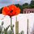 Carol Gordon Normile's profile image