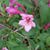 Paula Bonelli's profile image