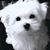 Noelle Alarie Bass's profile image