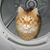 Susan Frasca's profile image