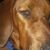 Dixie Feller's profile image