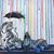 Carine Cornelis's profile image