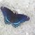 Lisa Larson Limongiello's profile image
