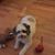 Sharon Downing's profile image