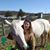 Rhoda Landis's profile image