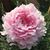 Elaine De Los Santos's profile image