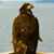 Gina Plaster's profile image