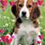 Susan DiCarlo's profile image