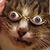 Dominic Baccus's profile image