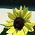 Jennifer Jackson's profile image