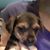 Chris Pospesel Fitzgerald's profile image