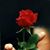 Rosa Elva Rodríguez's profile image