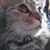 Teresa Chesniak-Brown's profile image