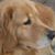 Karen White Gadbois's profile image