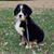 David Curtiss's profile image