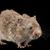 Tuck Fonald Trump's profile image