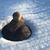 Kathy Scholl's profile image
