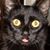 LariPaige Steele Simon's profile image