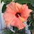 Tom Phillips's profile image