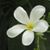 Yasmine Biary's profile image