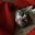dennie's profile image