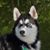 Kristina Noll's profile image
