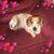 Shehva Ben-Judah Kier's profile image
