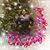 Kisha Davis's profile image