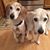 Jo Ann Coar's profile image