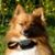Iz Pomeranian's profile image
