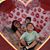 Graciela A Estrello's profile image