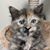 Jessica Lovell Jenkins's profile image
