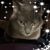 Manuela Torrez's profile image