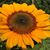 Lisa Huffman's profile image