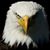 Michael Truell's profile image