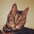 Sharon Marshall's profile image