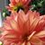Tonya R Woolley's profile image